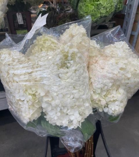 (Clearance Sale) Hydrangea Paniculata (70-80cm) (Dried Authmn color)