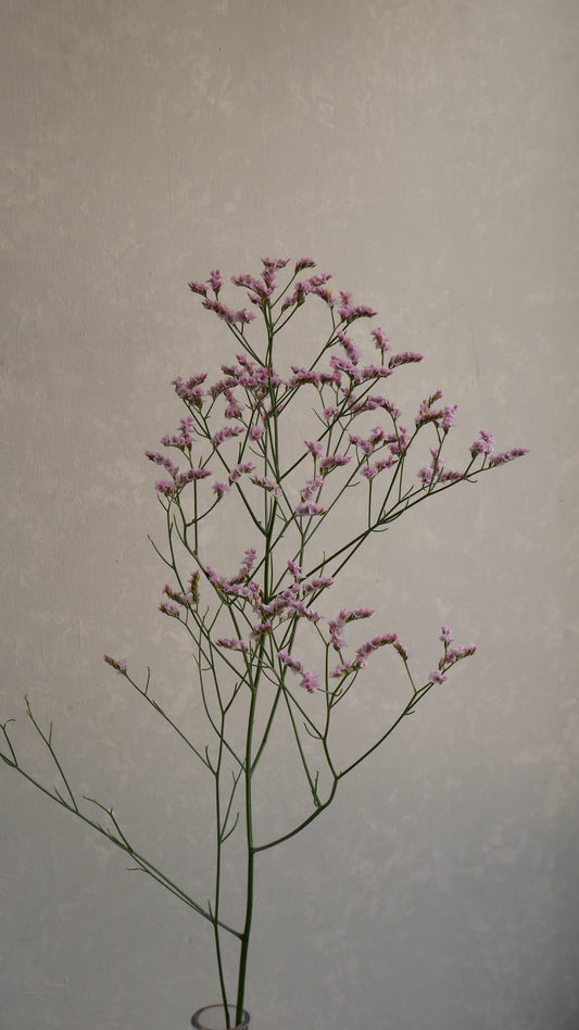 Limonium sinuatum Mimasaka 美作 (70cm)