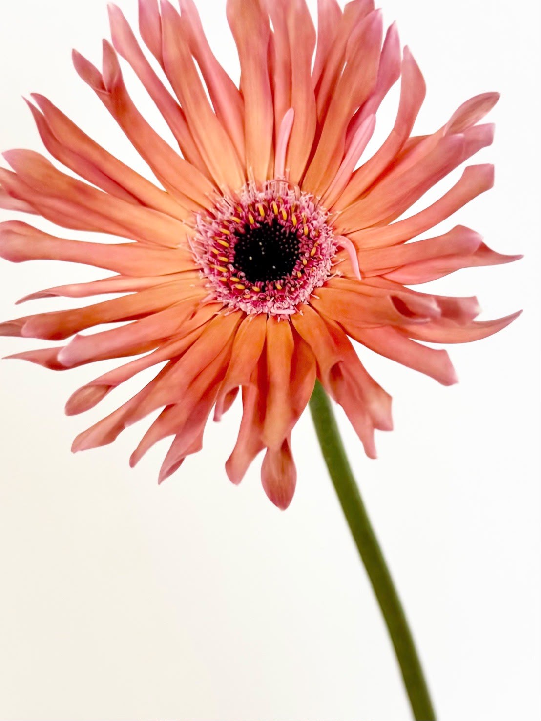 新入荷!! Gerbera Garnet