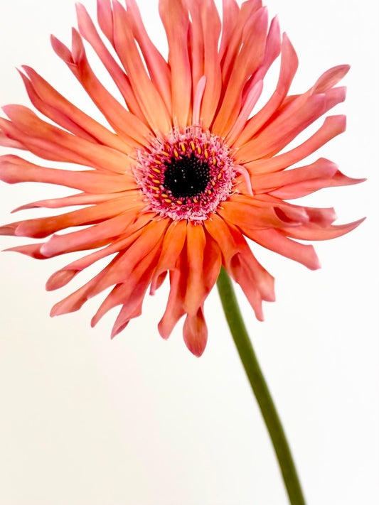 新入荷!! Gerbera Garnet