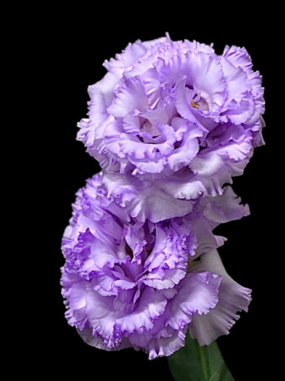 Eustoma Prima Lavender (80cm)