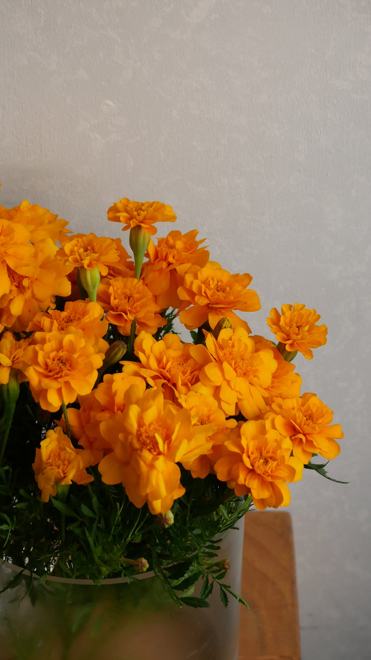 Marigold sp. Atsunko Mix (35-60cm)