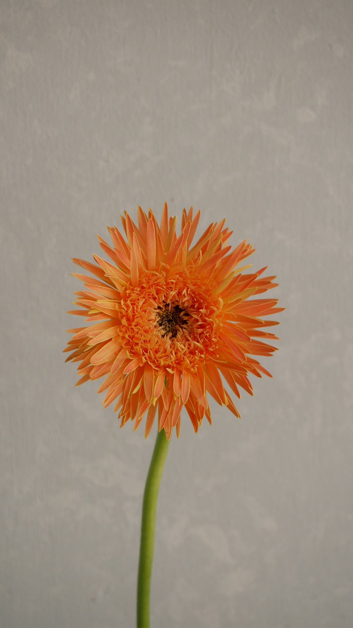 Gerbera Neriya (50cm Up)