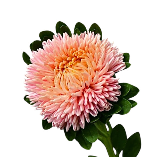 Aster Bob Salmon Orange