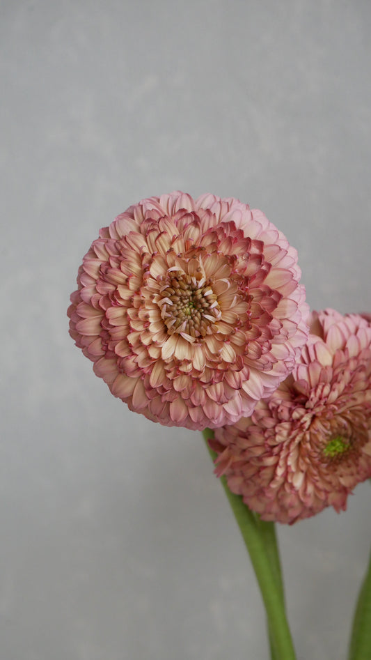 (Clearance Sale) Gerbera Pistachio