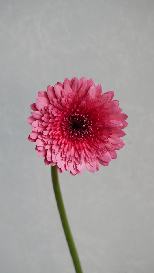 Gerbera Strawberry Choco