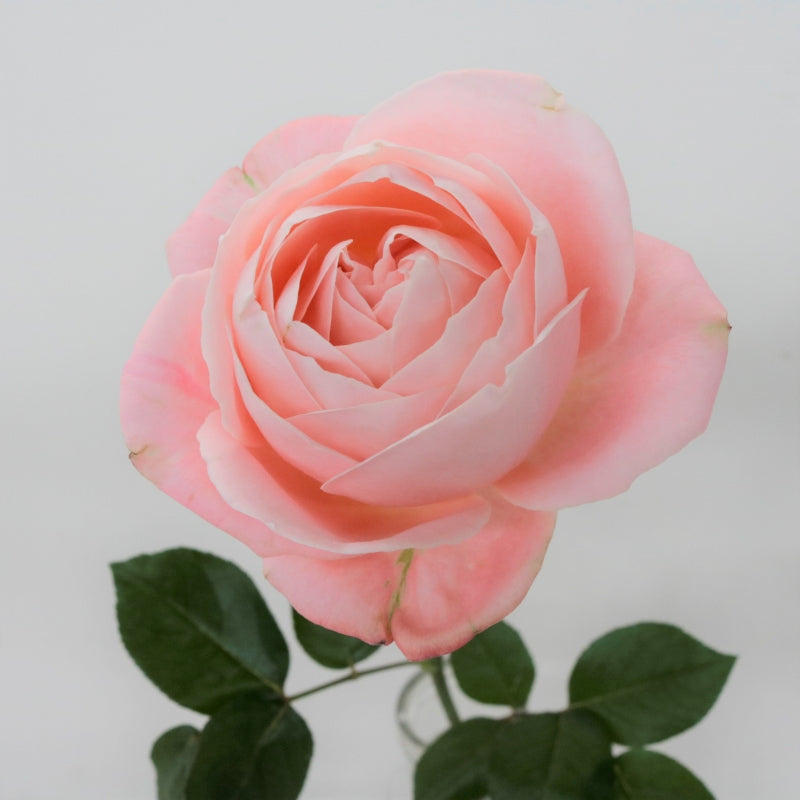 Lovely Foundation (50-60 cm)