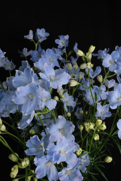 Delphinium Platinum Blue (40cm)