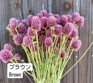 Gomphrena globosa (Tinted Brown)