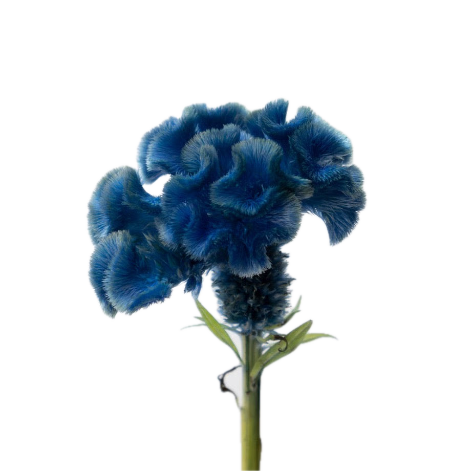 Celosia Tinted - 瑠璃 (50cm)