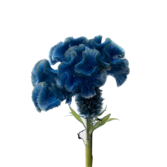 Celosia Tinted - 瑠璃 (50cm)
