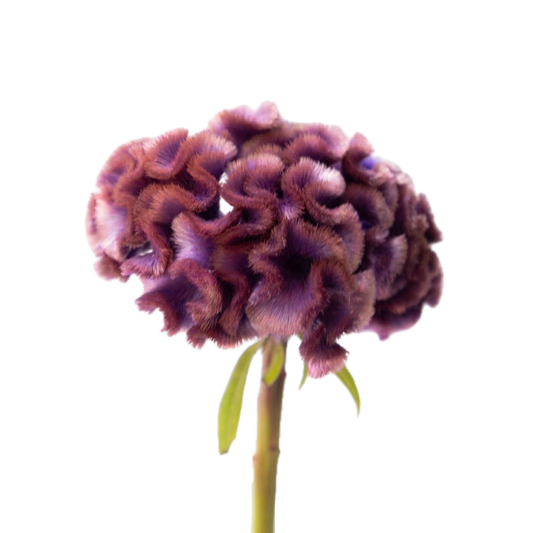 Celosia Tinted - 紅桔梗 (60cm)