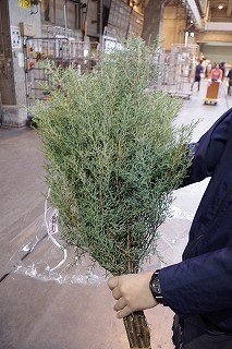 Cupressus Blue Ice