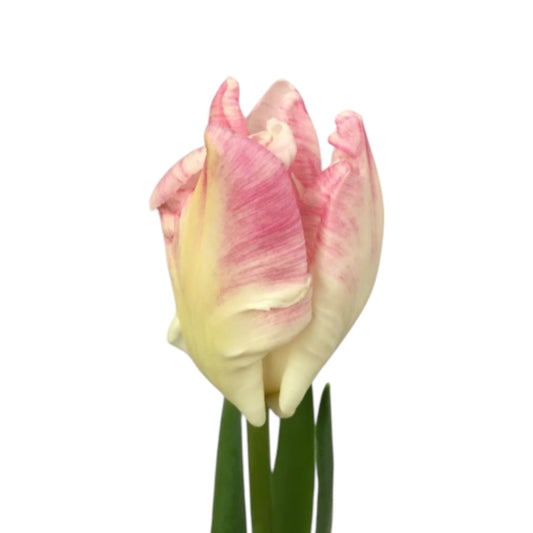 Tulip Cabana