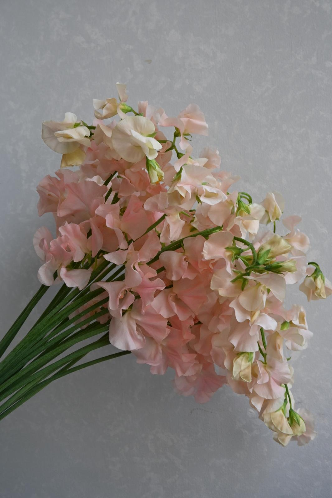 Sweet Pea Solare