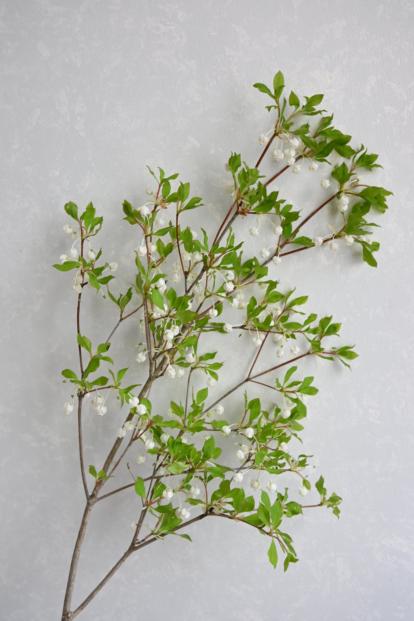 Enkianthus (60cm)