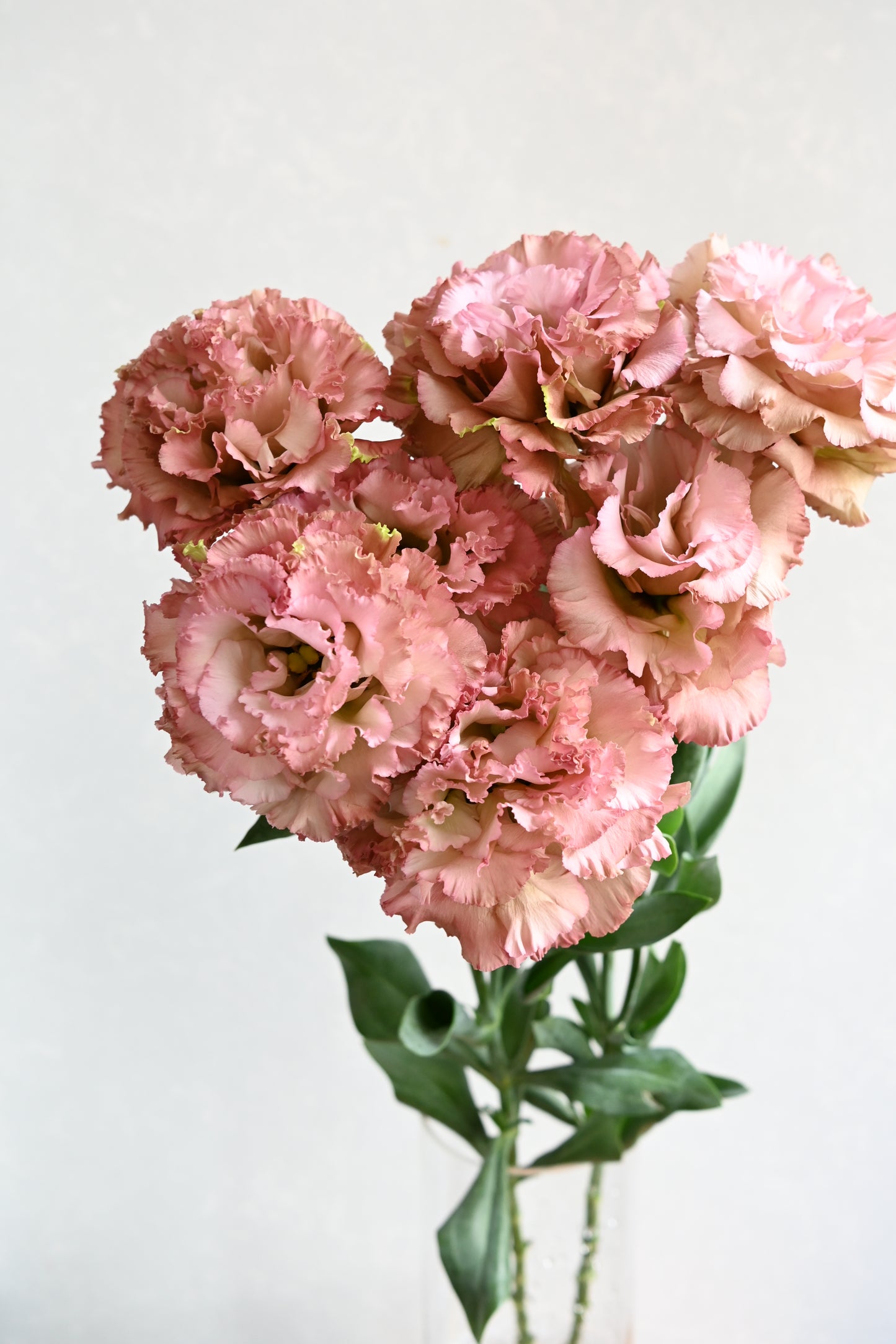 Eustoma Antique Pink