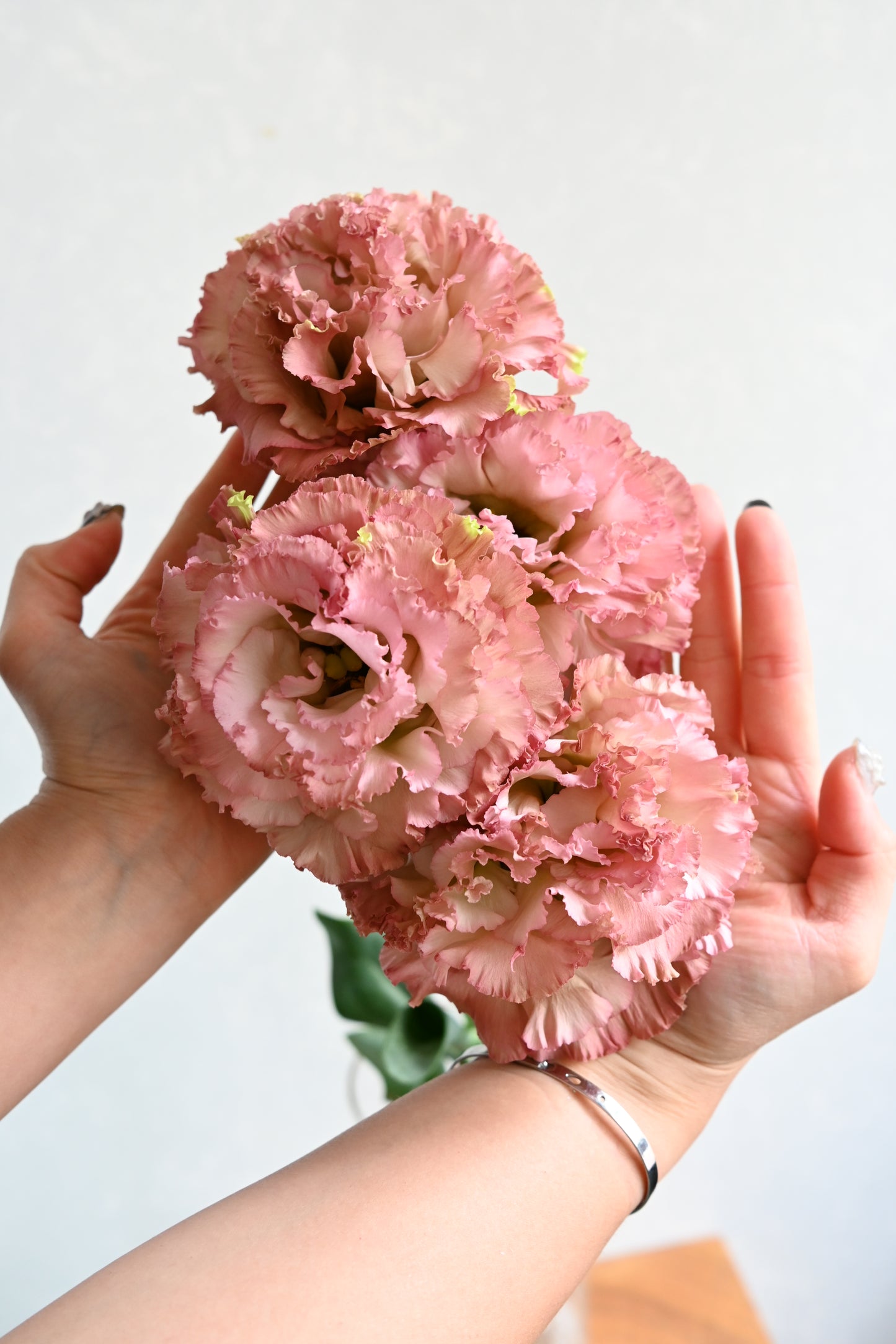 Eustoma Antique Pink