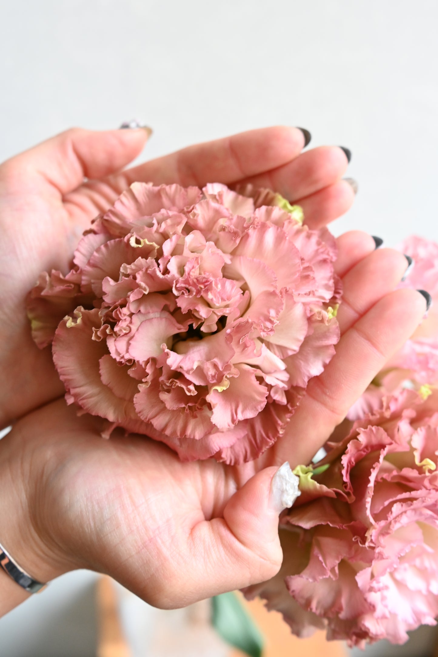 Eustoma Antique Pink