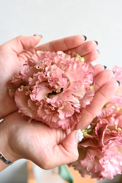 Eustoma Antique Pink