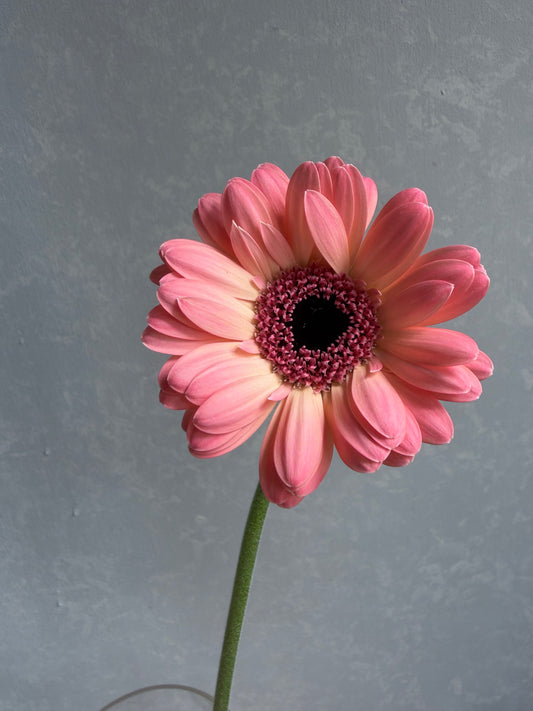 (Clearance Sale) Gerbera Jedi (50cm)