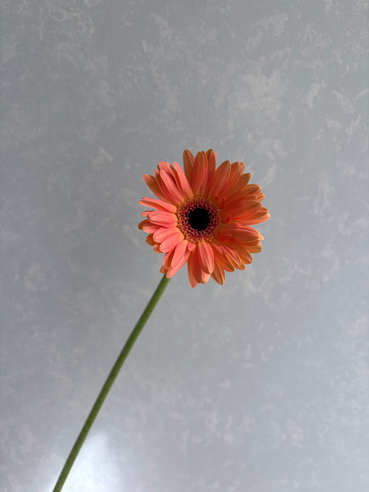 Gerbera Taka