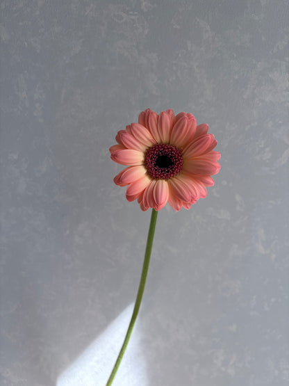 Gerbera Jedi