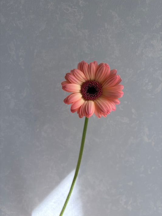 (Clearance Sale) Gerbera Jedi (50cm)
