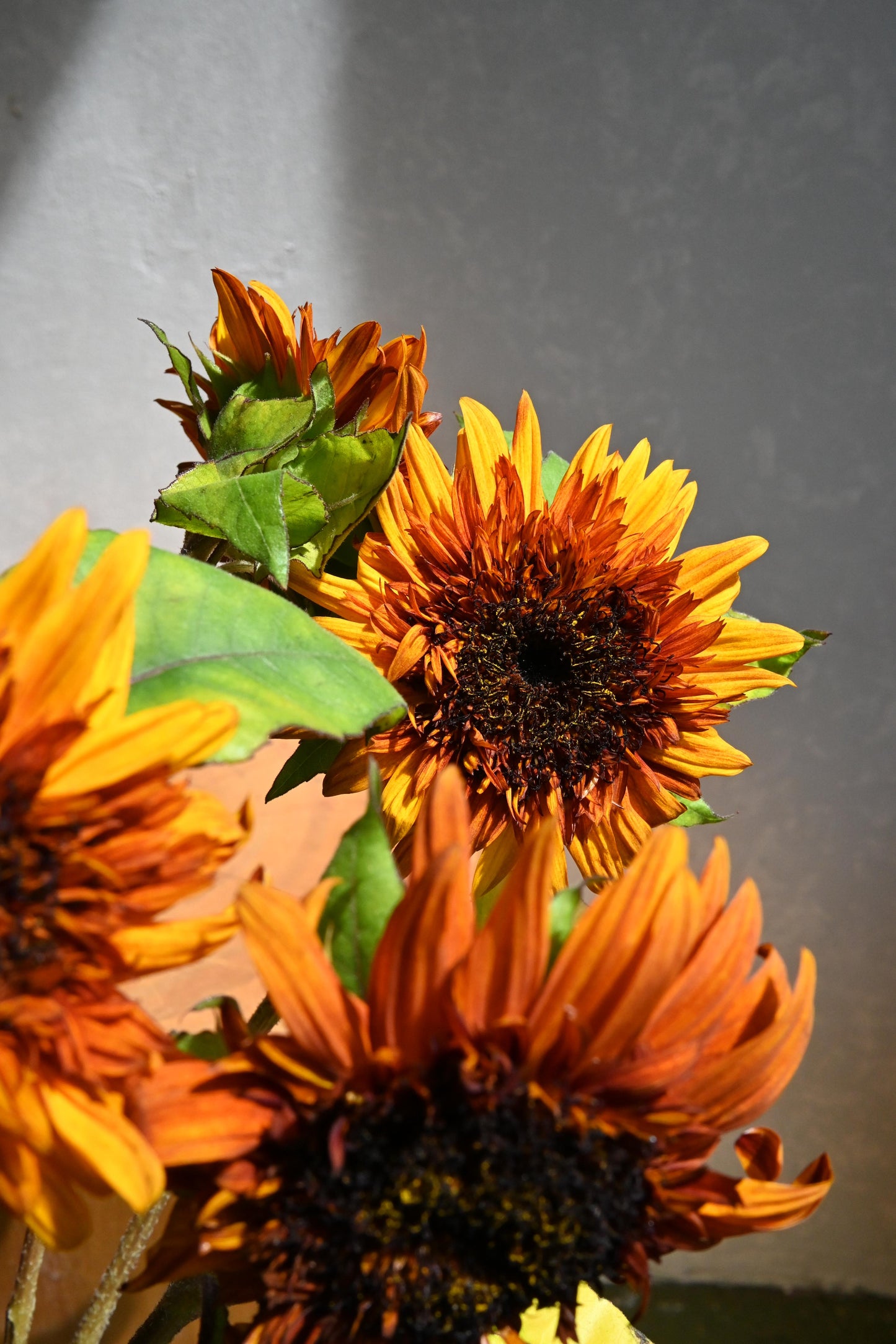 Helianthus Darjeeling (80-90cm)