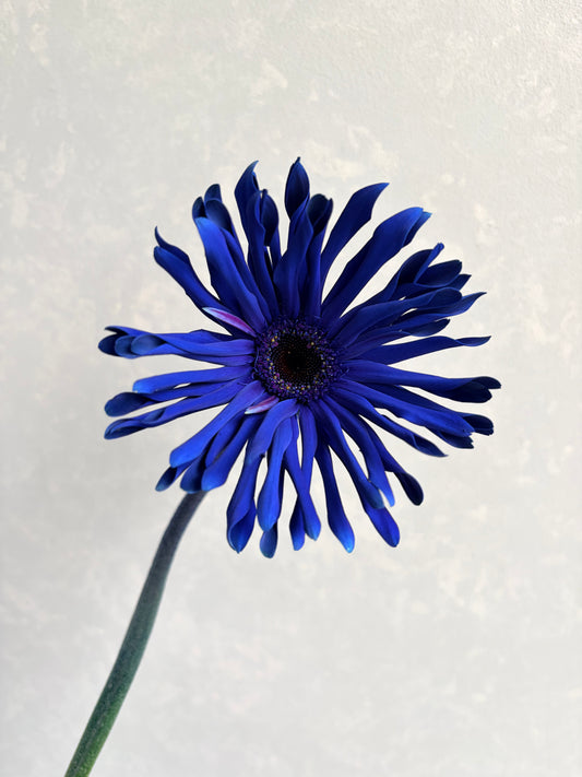 Gerbera Pasta Samurai Blue