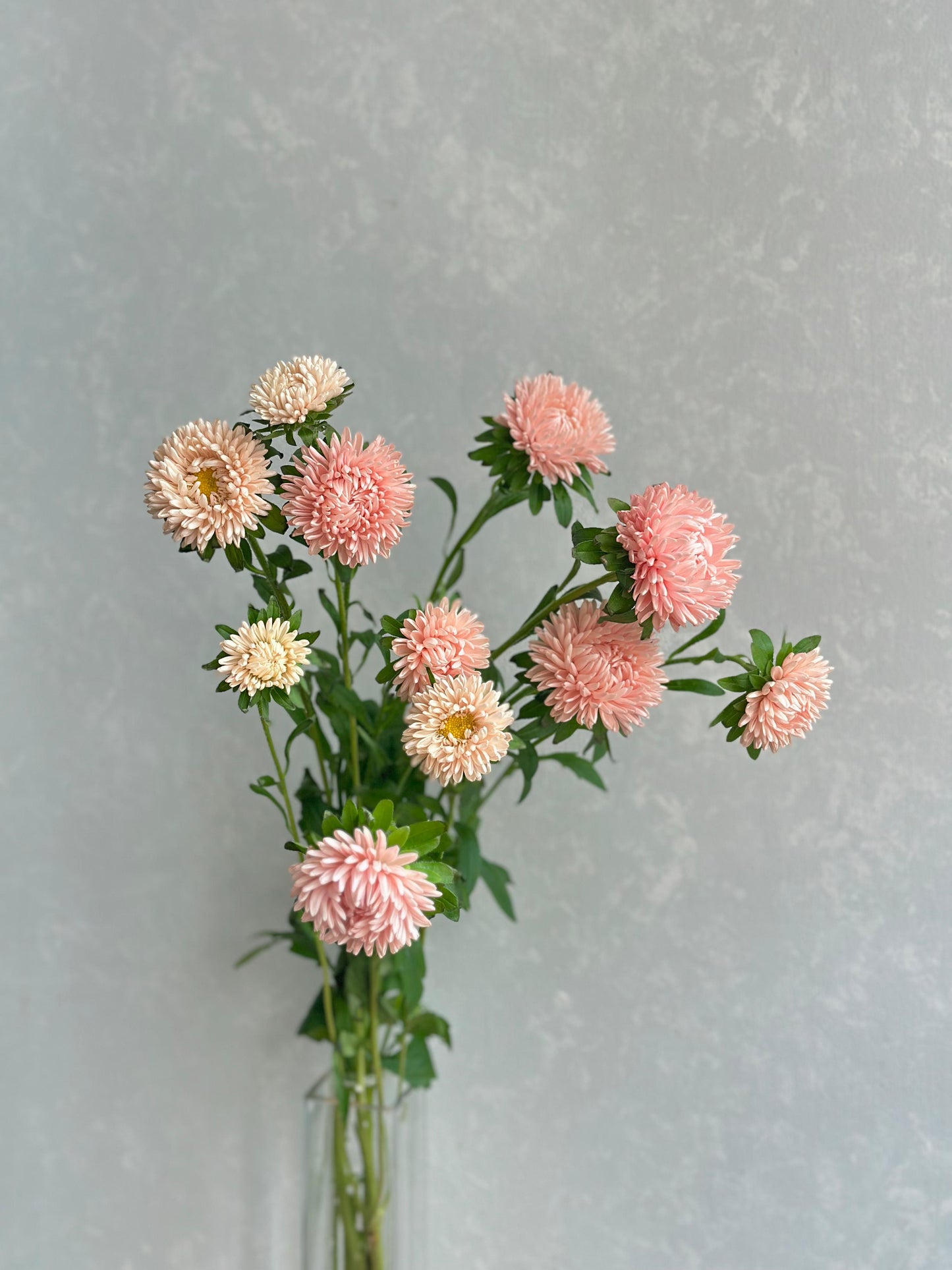 Aster Mash Salmon (SP 60cm)