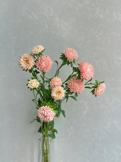 Aster Mash Salmon (SP 60cm)