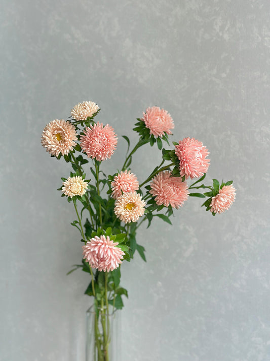 (Clearance Sale) Aster Mash Salmon (60-70cm)