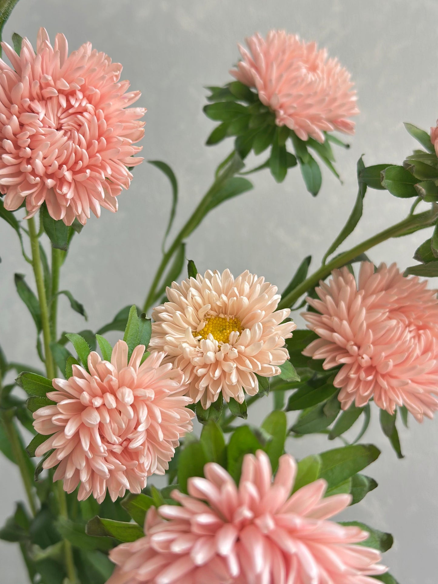 Aster Mash Salmon (SP 60cm)