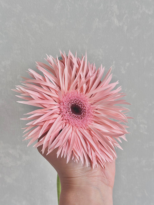 (Clearance Sale) Gerbera Cream Spin (55-60cm 大輪)