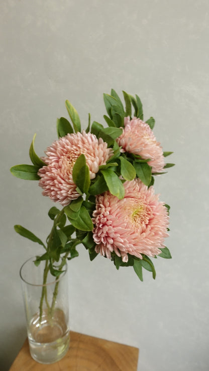 Aster Mash Salmon (SP 60cm)