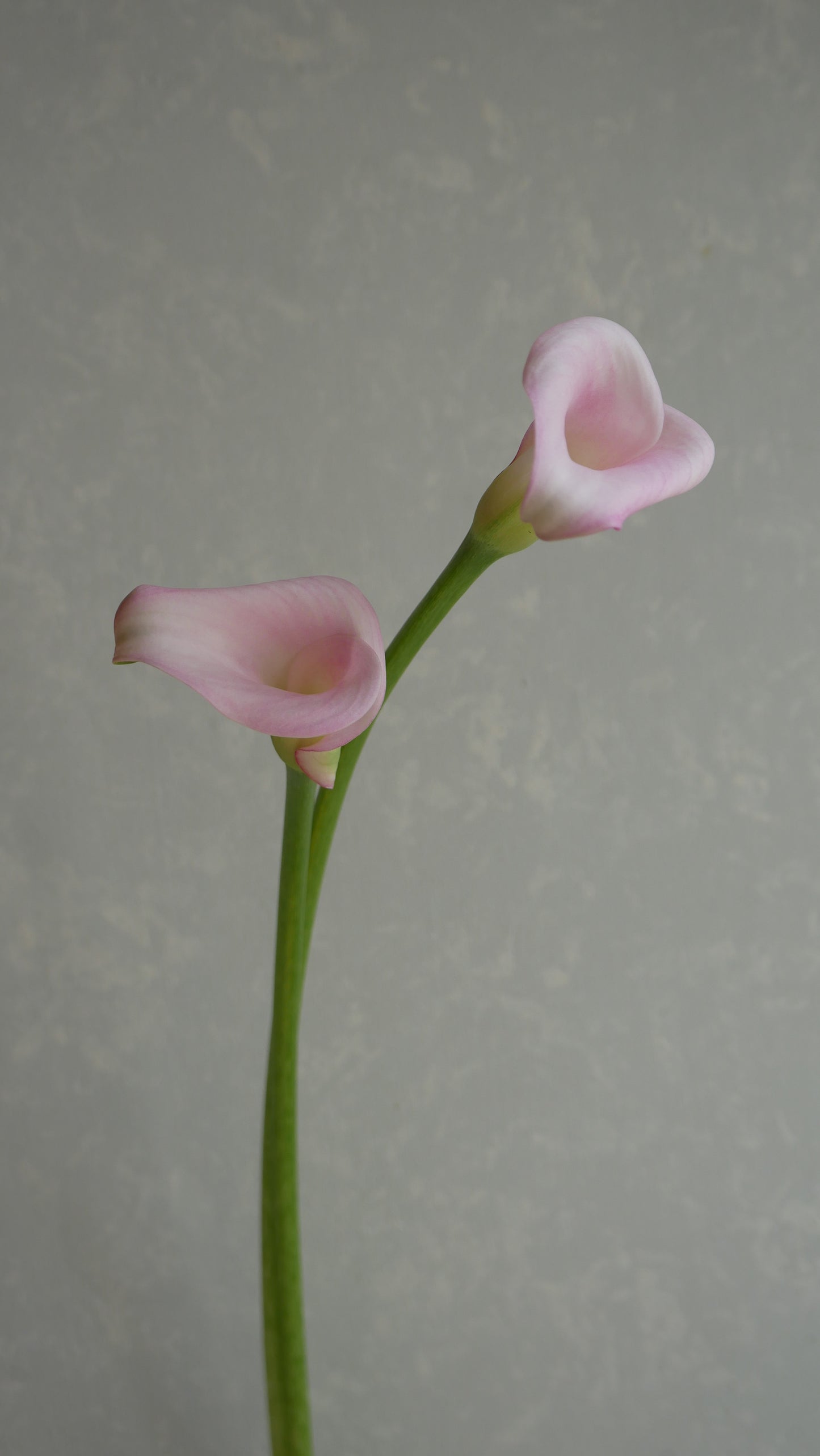 Calla Sweet Art (50-55cm)