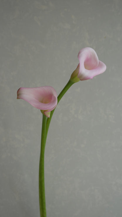 Calla Sweet Art (50-55cm)