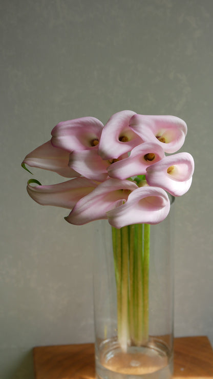 Calla Sweet Art (50-55cm)