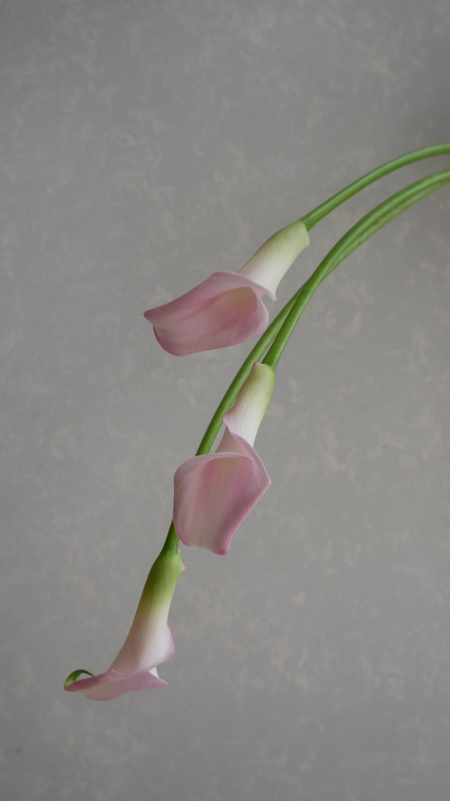 Calla Sweet Art (50-55cm)