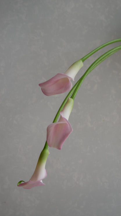 Calla Sweet Art (50-55cm)
