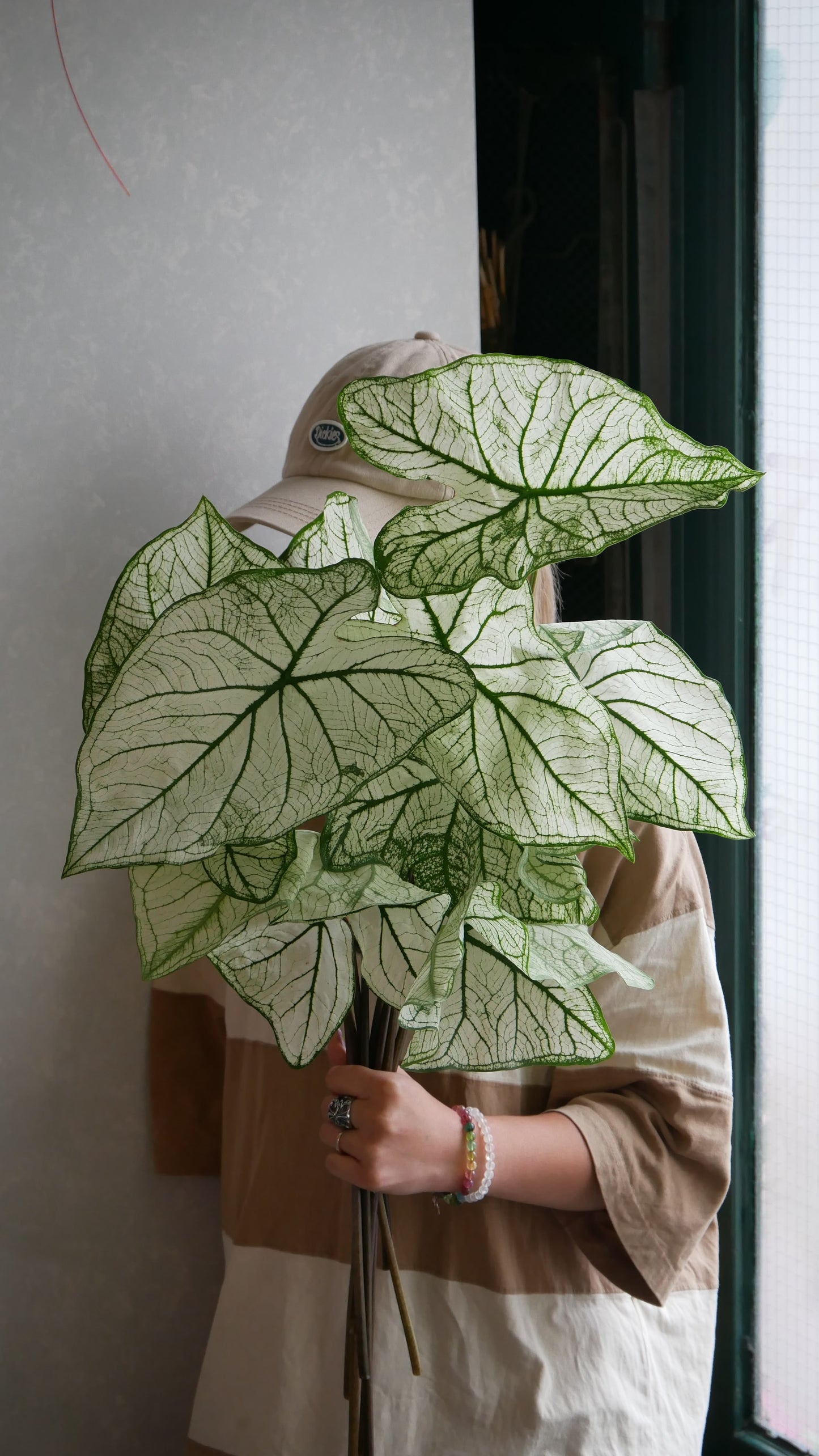 Caladium Allure (50cm)