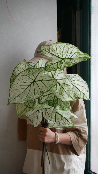 Caladium Allure (50cm)