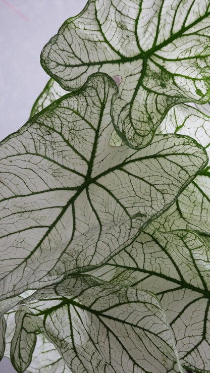 Caladium Allure (50cm)