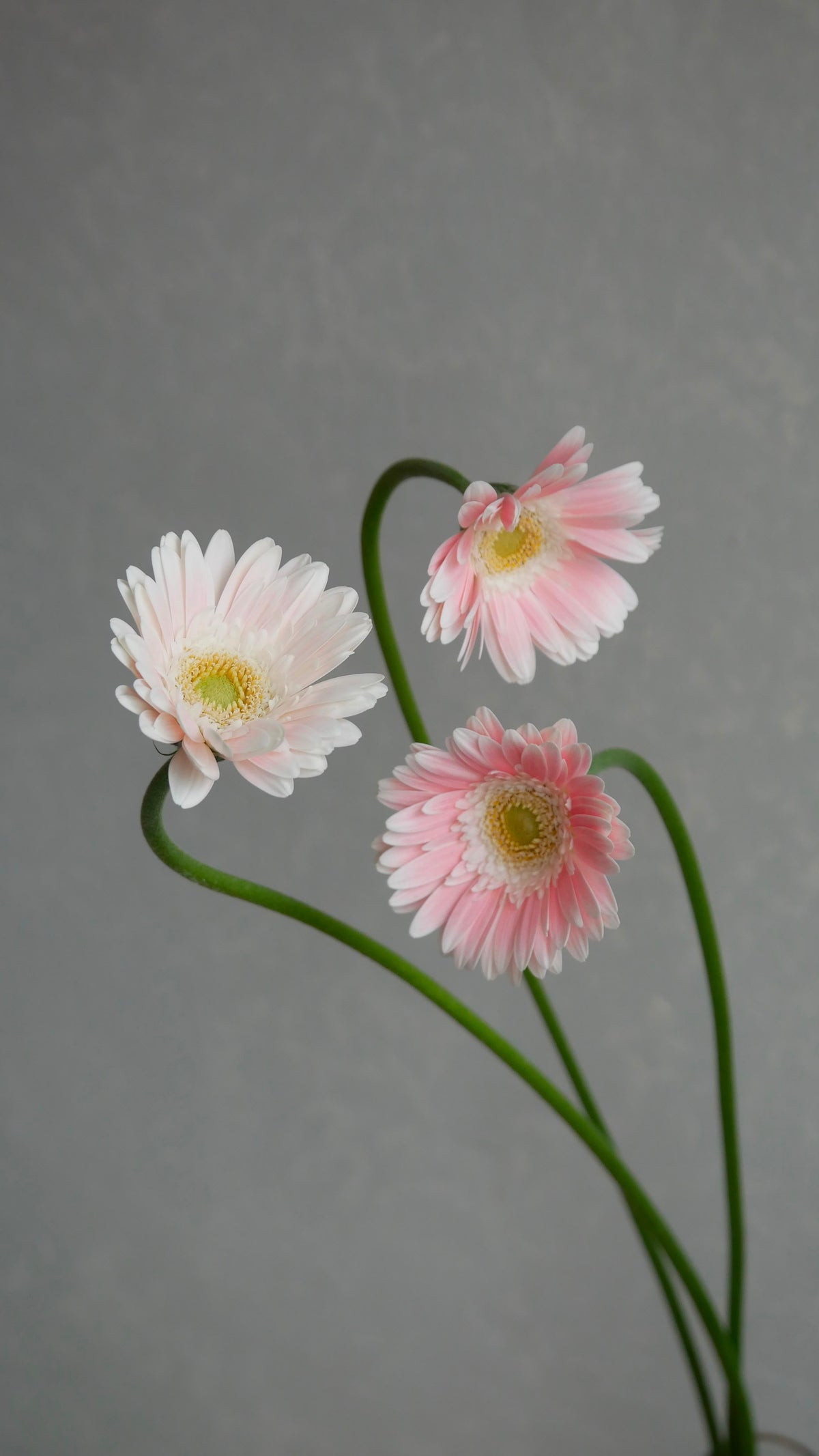Gerbera Nonoka