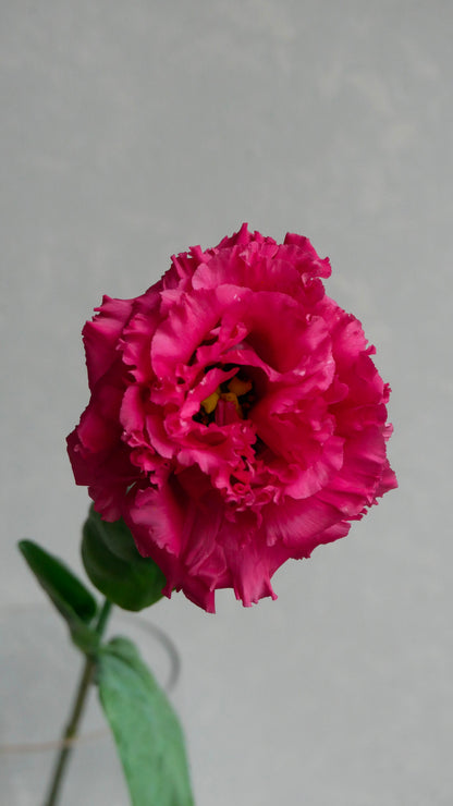 Eustoma NF Soul Red
