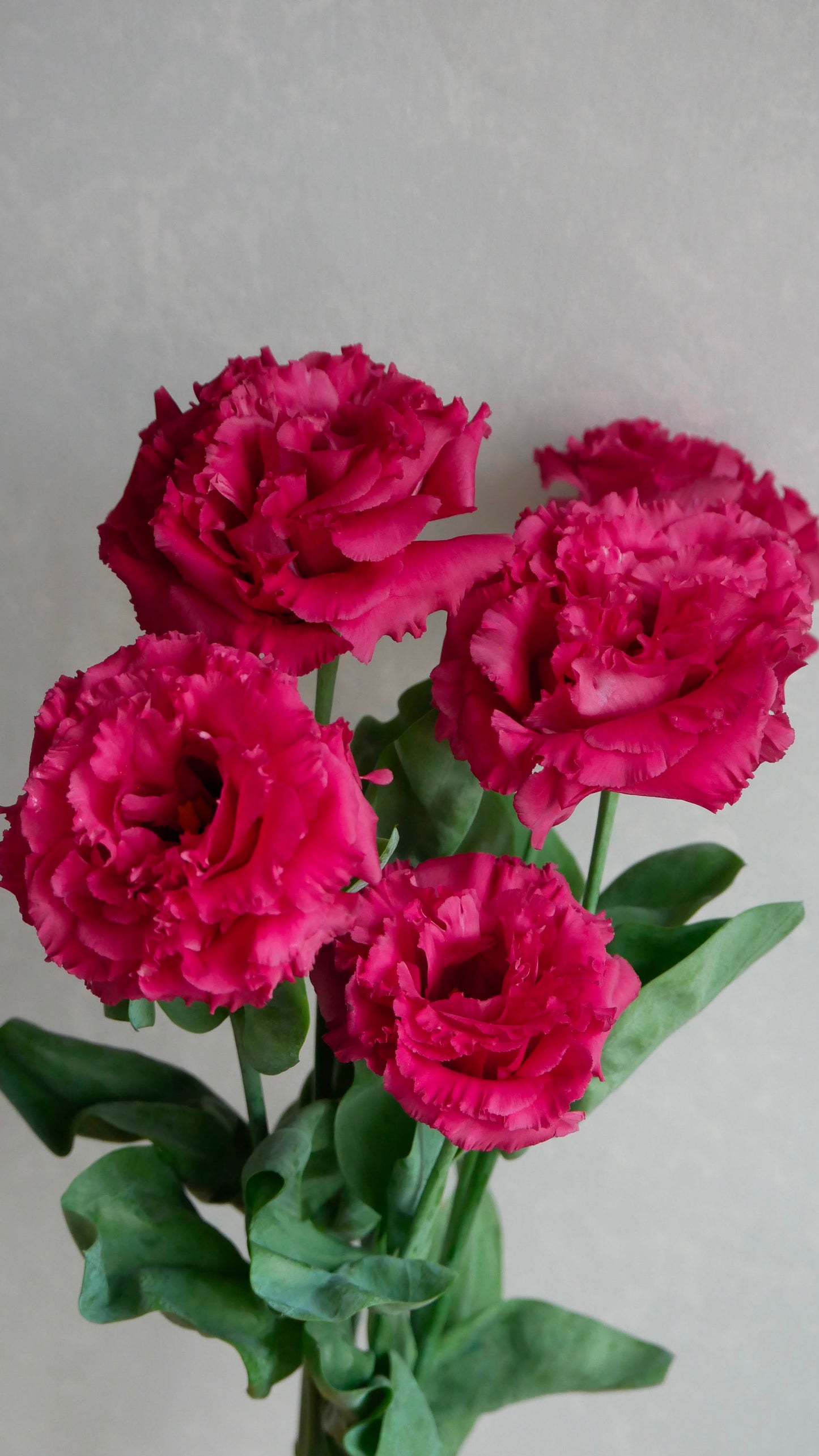 Eustoma NF Soul Red