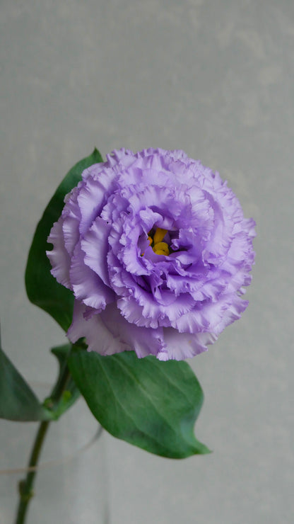 Eustoma NF N10 Lavender