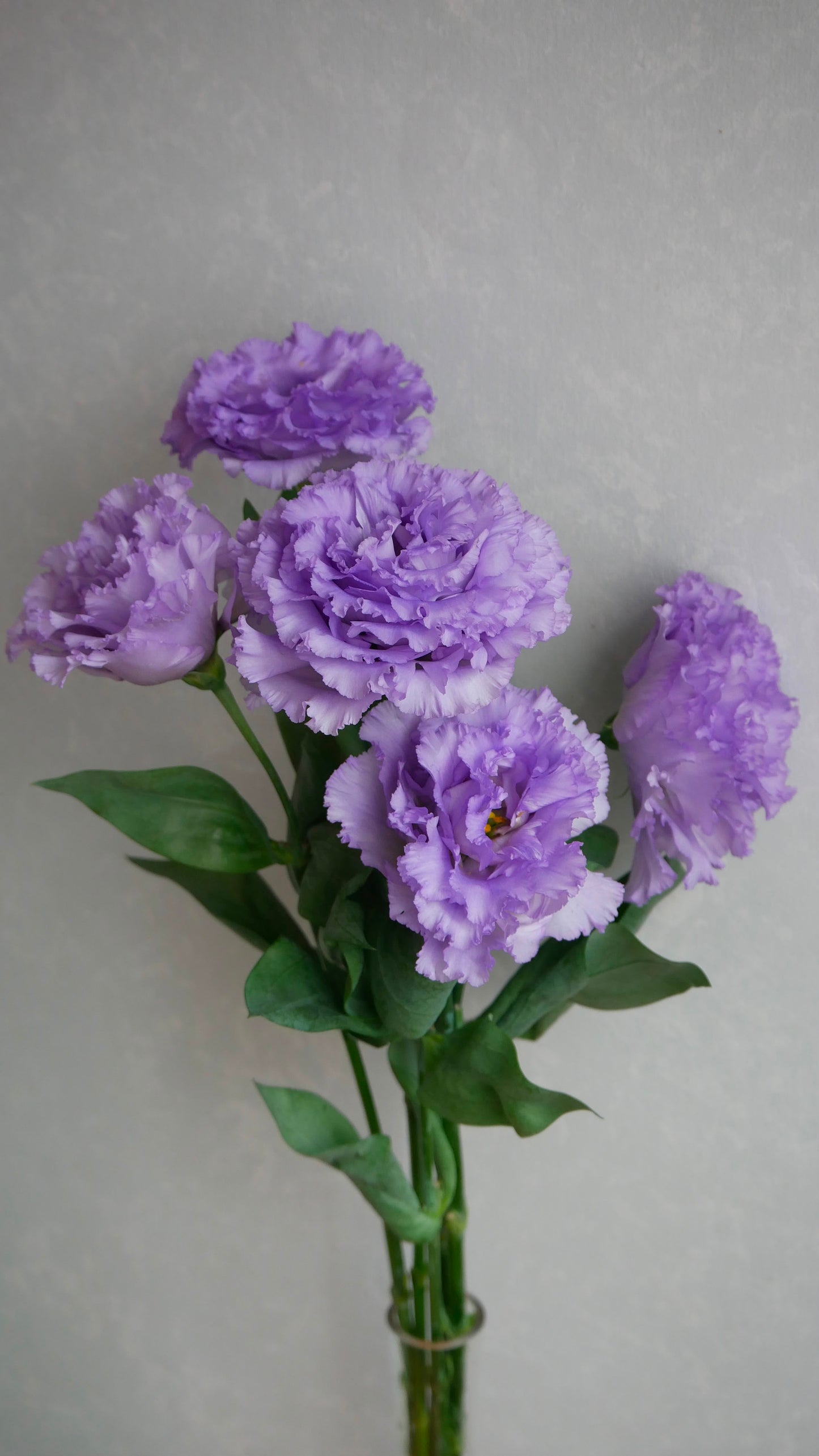 Eustoma NF N10 Lavender