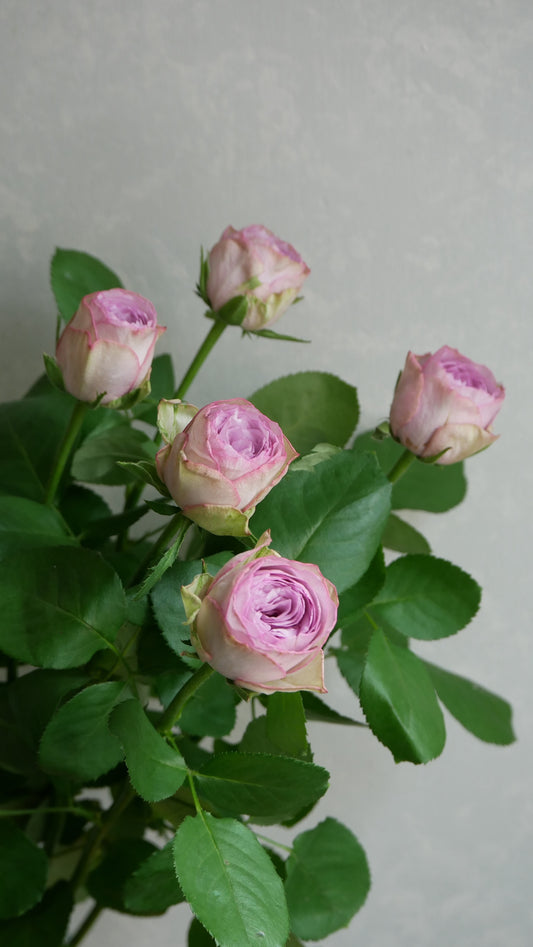 Lilac Classic (50cm)